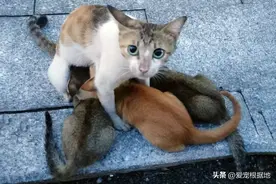 绑在猫妈妈脖子上的4只小猫，还没睁眼看看这个世界，就回了喵星图片