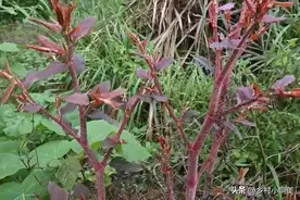 俗称酸筒杆，农村老一辈叫它“痛风克星”，曾经遍地是，如今难寻图片