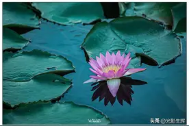 图片趣事：荷花和莲花比美——做人没有必要一直和别人比较图片