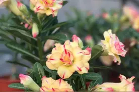 5种“蛇蝎花”，美丽却有毒，只可远观不可亵玩图片