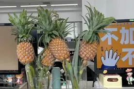迷惑！办公室水培菠萝？现在的菠萝居然最甜？！图片