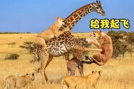 长颈鹿：交配时间最短的动物，雄性靠脖子竞争抱得美人归图片