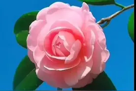 一束鲜花，醉蓝天图片