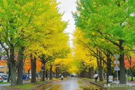 100种常见又叫不出名的植物，终于知道叫啥了！太全了！图片