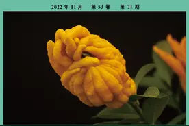 桑属植物中黄酮类化合物及其药理活性图片