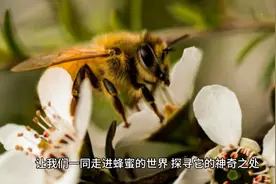 蜂蜜——大自然赐予我们的甜蜜礼物图片
