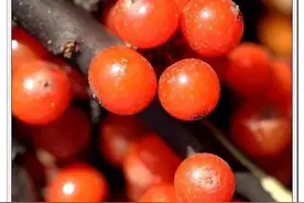 科普：沙棘汁与沙棘油图片