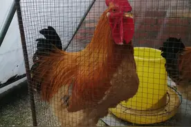 七言绝句：雄鸡图片