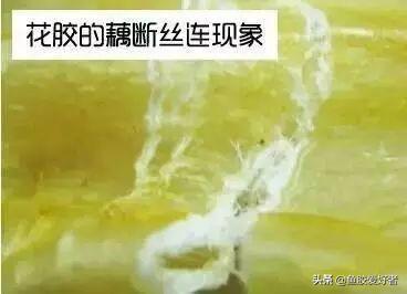 越南花胶真假 2026年越南花胶真假鉴别