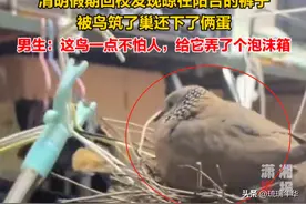 笑麻了！男生晾阳台的裤子被小鸟筑巢冲上热搜，我却笑死在评论区图片