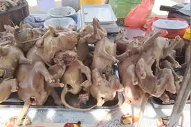 广东湛江白切狗肉盛行，为什么买狗肉要挑腿和尾巴长的来买？图片