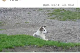 去了趟俄罗斯阿尔泰共和国，感觉这边狗太多了！图片