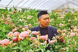 南阳月季 香飘五洲｜“月季大师”刘玉的美丽事业图片