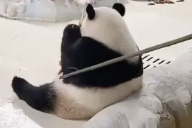 动物园：立即停止工作！这次，网友又吵起来了……图片