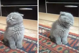 坐着睡觉的小猫，太可爱了，你昨晚干嘛去了图片