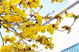 青白江丨黄花风铃“闹”街头图片
