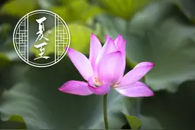 夏至养生，只需一味中药，胃口好，睡得香，有力气。图片