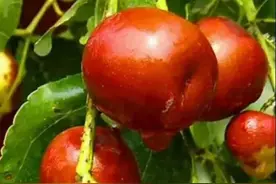 秋天是收获的季节，硕果累累，充满喜悦图片