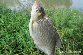鳊鱼的5个特殊习性，熟悉之后再去钓鳊鱼，鳊鱼都抢着咬钩图片