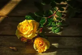 玫瑰文案图片