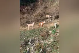 他逼为臣，自逼为王图片