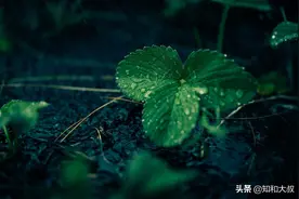 人老了，以下这些事不要轻易对子女说，哪怕烂在肚子里，记好了图片