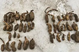 湖北6名男子挖天麻被抓了，天麻也是保护植物了？一起来了解下图片
