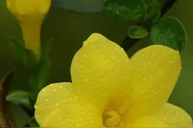 漂亮迷人的黄色花朵图片欣赏图片