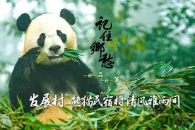 四川发展村：欢迎来我家“偶遇”大熊猫图片