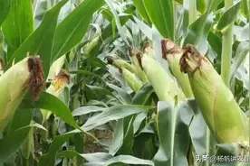 亩产2800斤的玉米瑞普909，遇40天干旱，产量却没影响，为何？图片