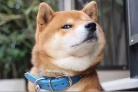 难怪那么多人喜欢柴犬，原来柴犬的优点那么多图片
