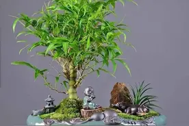 宁可食无肉，不可居无竹，6种适合种在庭院的竹子，显文艺又优雅图片