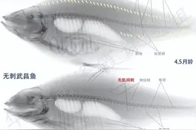长江绕郭知鱼美，秋来倍忆武昌鱼！千湖之省的“鲜美”，尽在这一条武昌鱼之中图片