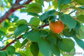 晋宁旧寨：花果山上飘杏香图片