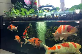 鱼缸养锦鲤最忌讳的7件事图片