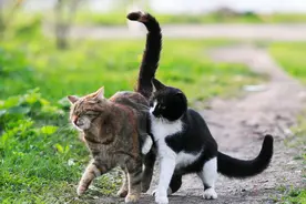 猫咪发情不能忽视！有这几种表现就代表发情了图片