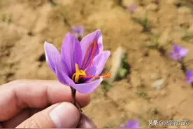 藏红花听说吗？它的这种成分暴露了藏红花的正规名字图片
