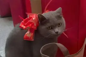 小姐姐结婚把猫打包成嫁妆带走？！亲妈：你嫁人可以，把猫留下图片