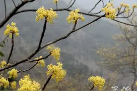 降温超15℃！今日，“一键回冬”图片