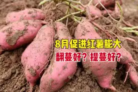 8月红薯膨大期，翻蔓好还是提蔓好？选对方法技巧，薯块又多又大图片