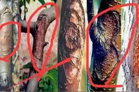 9个字精准概括苹果树腐烂病特征，2个建议妥善解决腐烂病困扰图片