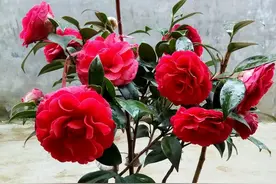 养茶花记住“三怕”，做错一点，都可能出问题，养护要及时避开图片
