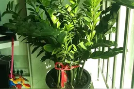 这花别扦插，掰个芽，插土里就生根，一盆变一百盆图片