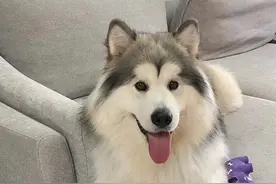 狗狗常见的肿瘤一淋巴瘤图片