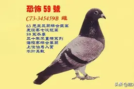 台鸽之恐怖“59”号图片