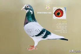 从鸽眼一视真能辨别它的优劣吗？图片