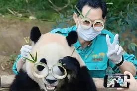 爱宝和奶爸创造了人工圈养史上的神话和奇迹图片