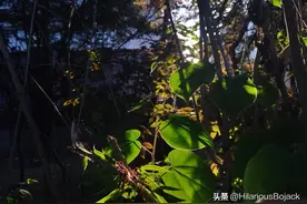 尼布尔的祈祷文图片
