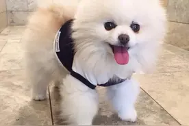 博美想念主人时，会做这几件事，你家狗做过吗？图片