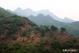 农民大哥隐居深山，养6条猛犬做保镖，还是有牛羊被野兽吃掉图片